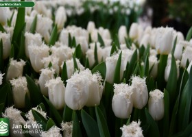 Tulipa White Shark ® (2)